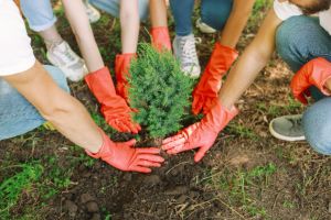 tree planting scheme for nature-friendly-farming