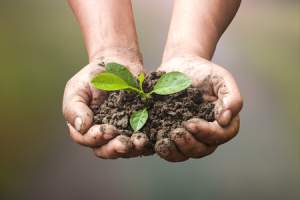 diverse farming hand with soil