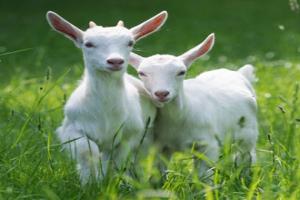 Two white goats