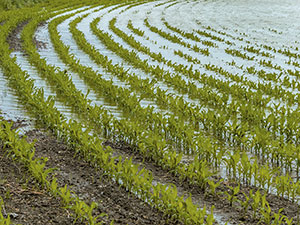 Three crop rule lifted after crops flooded from wet winter 