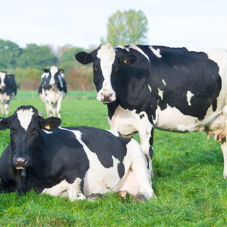 Arla Foods, cows in field