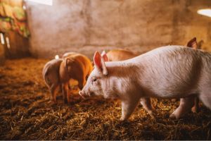 Ceva Animal Health unveil innovations for pig farms