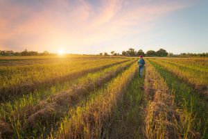 countryside stewardship to conserve landscapes and farmers