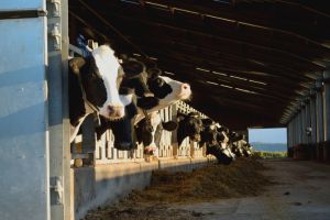 cows on a dairy farm