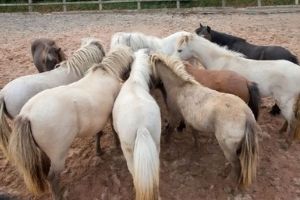 ponies from hoof prints miniature haven seeking new home