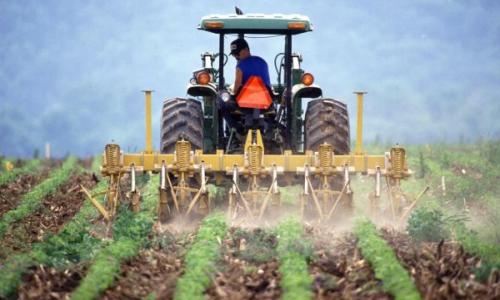 Dry Crops