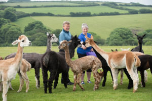 Alpaca holidays uk diversification