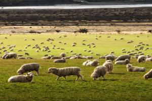 Farm land with sheep