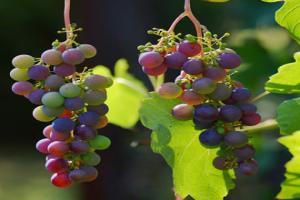 Grape growing