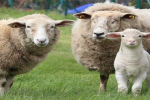 Flock of sheep listening to music