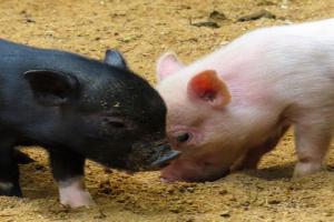 Piglets after having Veterinary Antibiotics