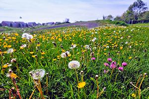 biodiversity net gain bng